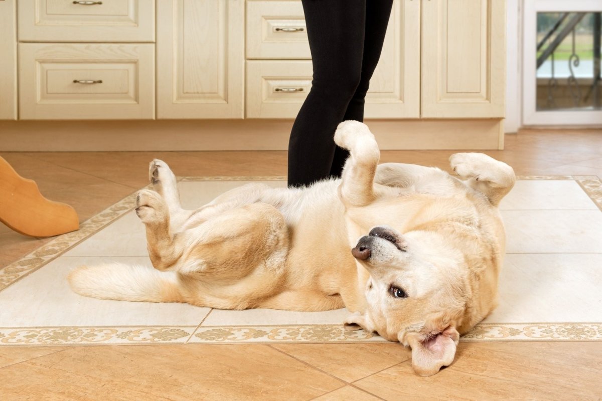 Anti-Slip Solutions for Pet Owners: Ensuring the Safety of Your Furry Friends - Slips Away