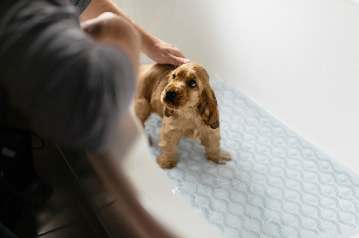 Maximising Safety in Pet-Friendly Homes: Selecting and Implementing Anti-Slip Solutions for Your Furry Friends - Slips Away