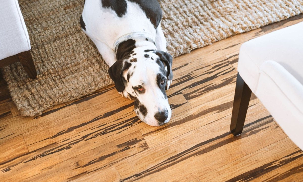 Pet-Friendly Anti-Slip Solutions: Safeguarding Your Furry Friends at Home - Slips Away