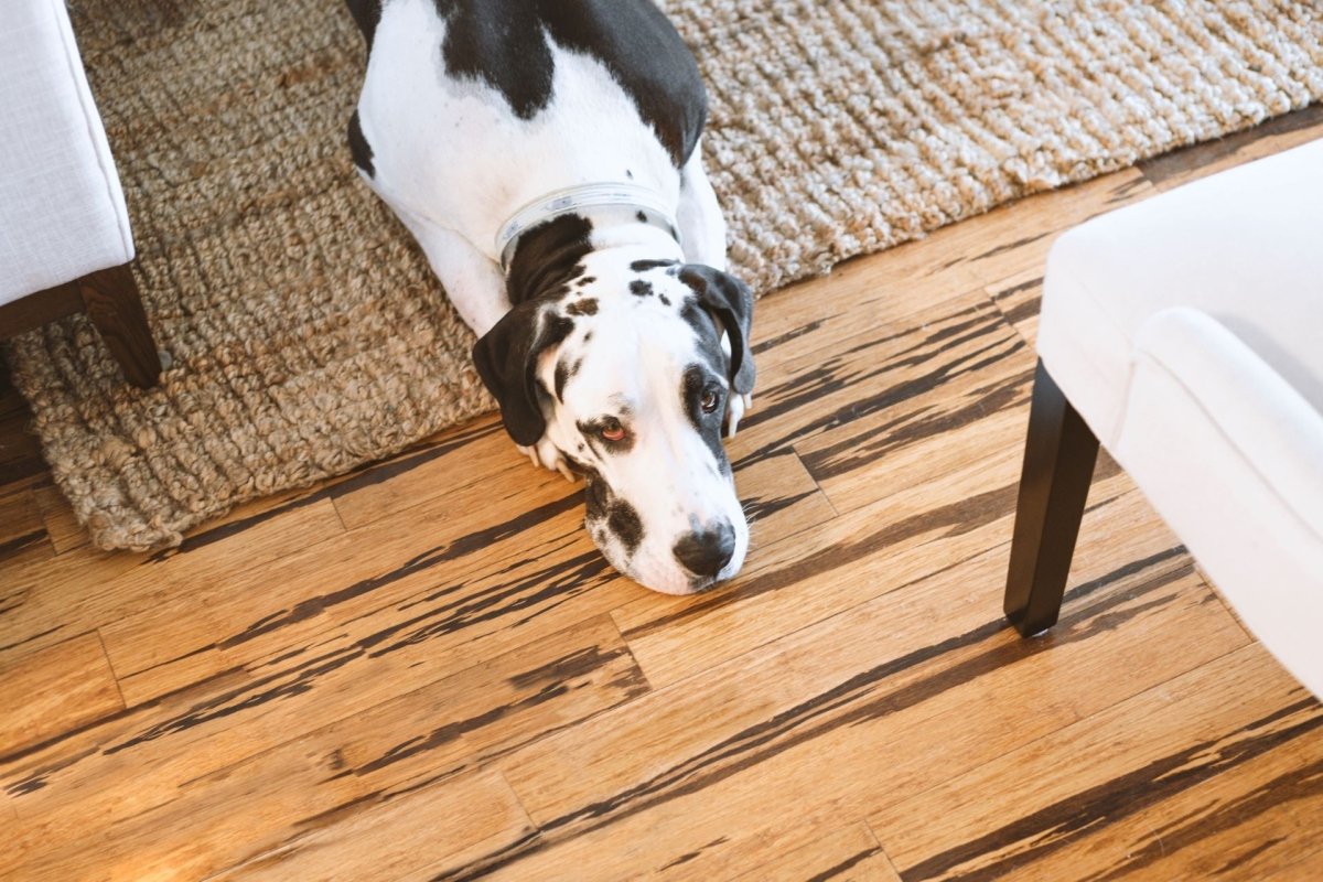 Pet-Friendly Anti-Slip Solutions: Safeguarding Your Furry Friends at Home - Slips Away