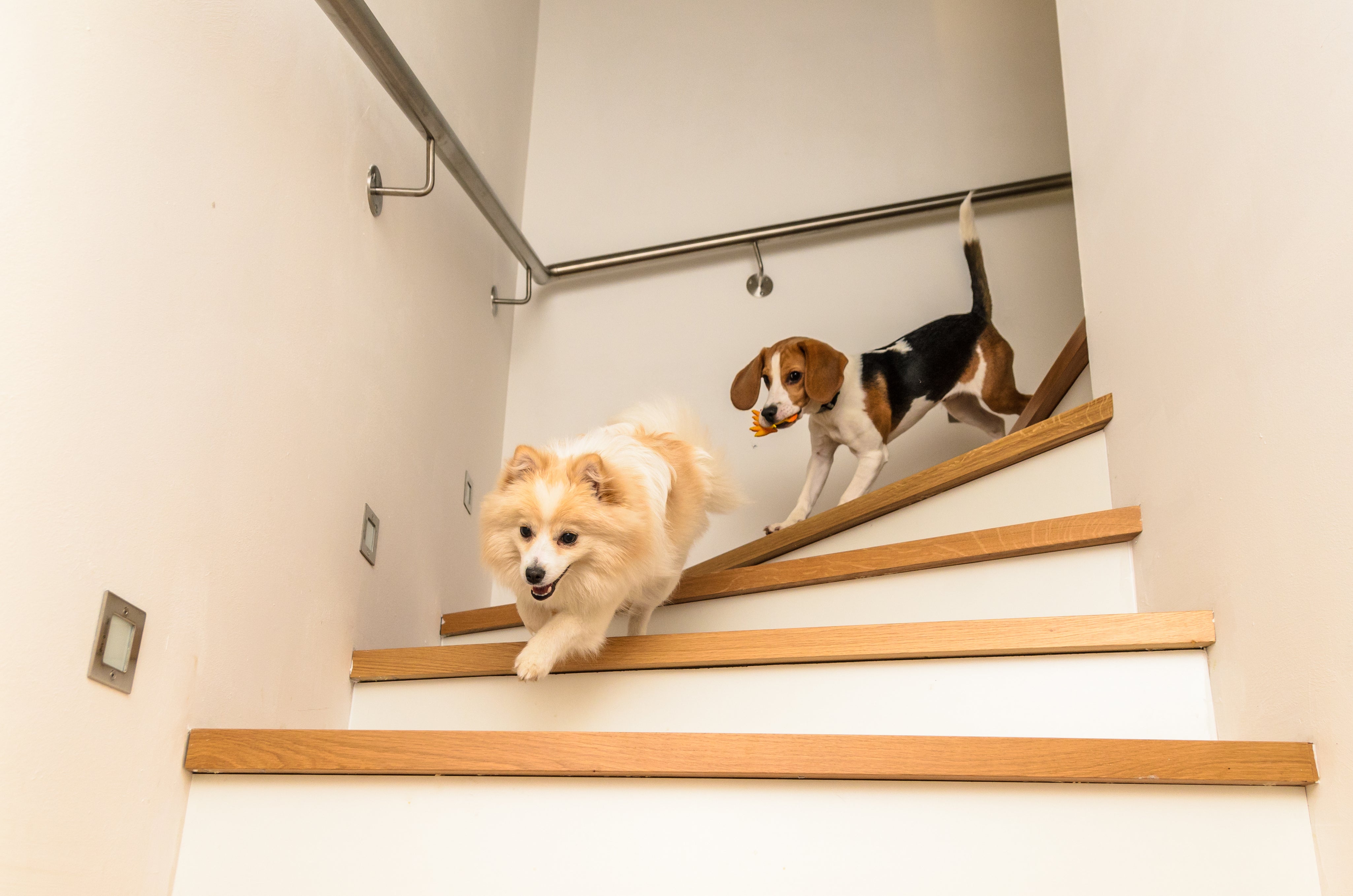 dogs_on_stairs.jpg